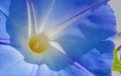 LAW OF REVERSE EFFECT – Coming into presence finding flow, ease and grace